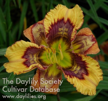 Daylily The One Ring